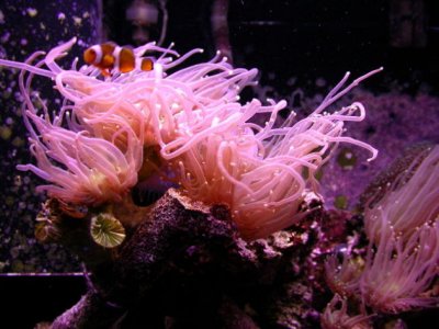 coral1.JPG