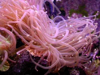 coral2.jpg