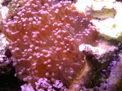coral3.JPG