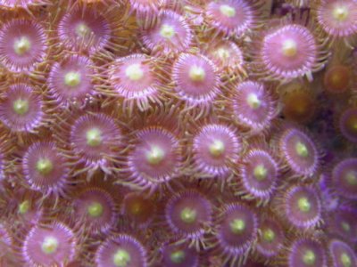 coral4.JPG