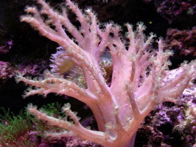 coral5.JPG