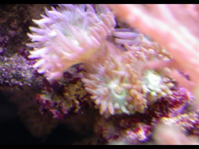 coral duncans.JPG