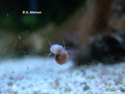 Mini Snail (3).jpg