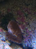 montipora.JPG