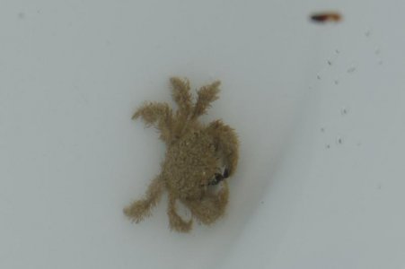 DSC_1809 crab in the bucket.jpg