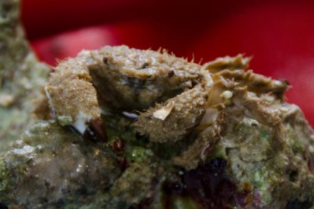 DSC_1805 crab close up.jpg