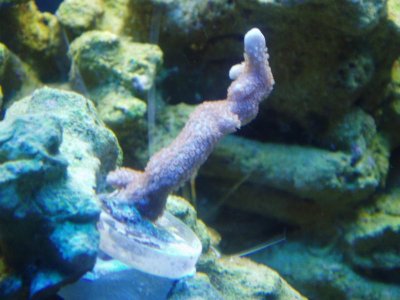 corals 4-4-11 003.jpg