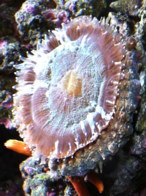 ImageUploadedByTapatalk1309619915.752311.jpg