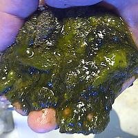 algae_thumb.jpg