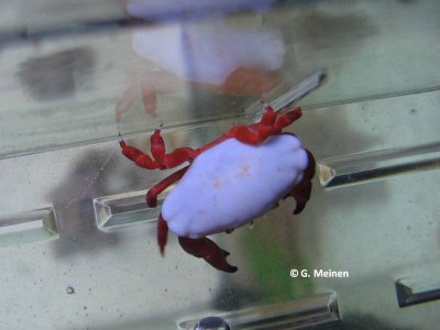 Liomera tristis (5).jpg