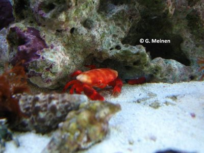 Liomera tristis (6).jpg