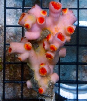baby dendro.jpg