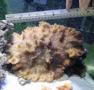 pectinia 4.jpg