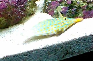 Filefish.jpg