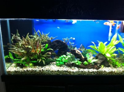 fresh tank.jpg