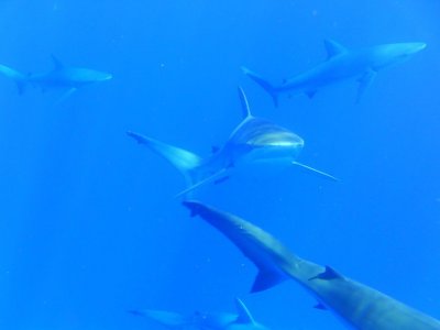 shark.jpg