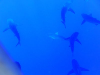 shark 4.jpg
