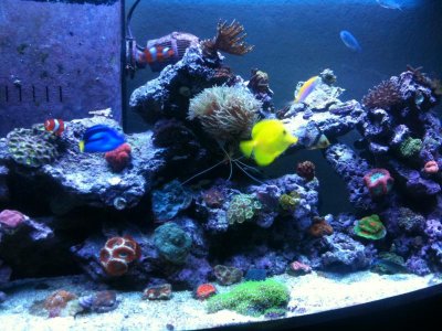 coral1.jpg