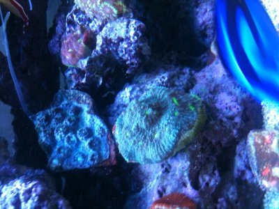 coral2.jpg