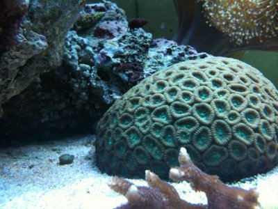 Fish tank-brain had a kid 7-10-11.jpg