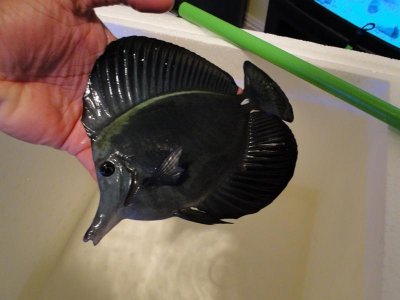 7 inch Black Tang.jpg