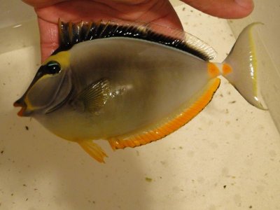 7 inch Male Naso-streamers.jpg