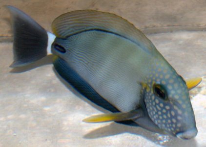 Maculiceps Tang.jpg