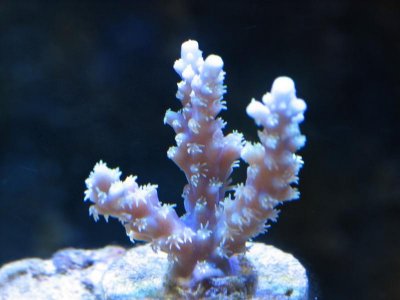 ImageUploadedByTapatalk1310405354.110359.jpg