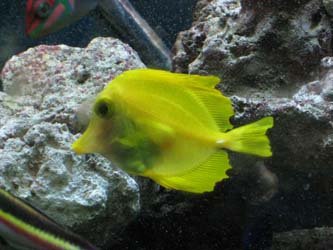 IMG_4143yellowtang.jpg