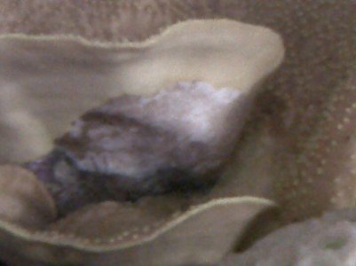 IMG00089-20110712-0633.jpg