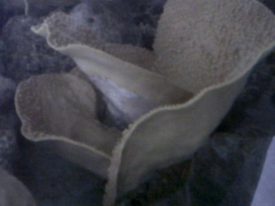 IMG00092-20110712-0635.jpg