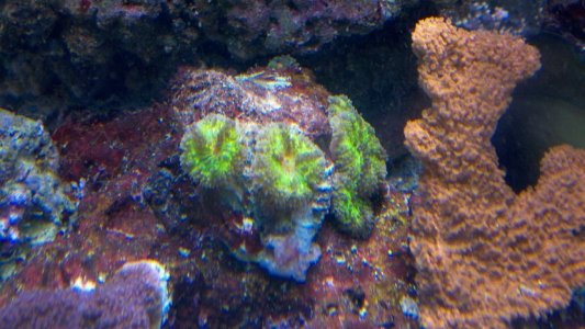 coral1.jpg