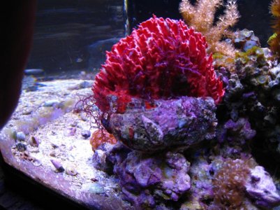 clam3.jpg