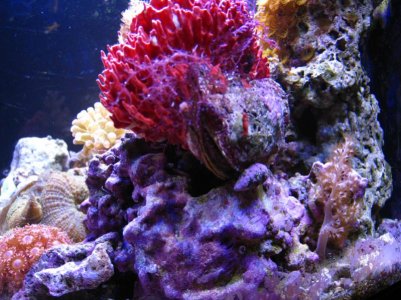 clam4.jpg