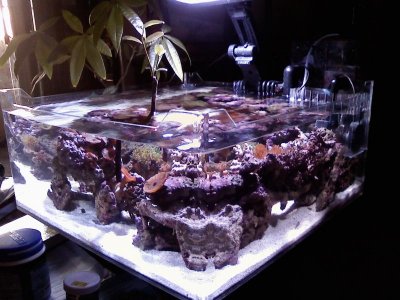 Coffee table Reef.jpg