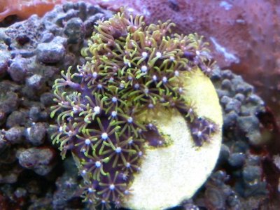 star polyps 2.jpg