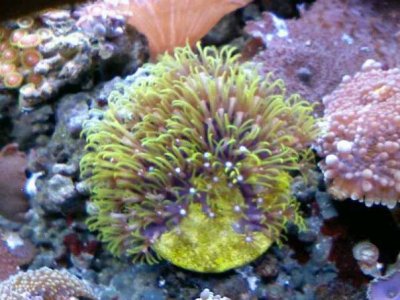 star polyps 4.jpg