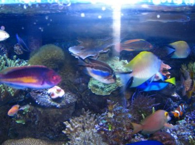 lineatus, file fish 004.jpg