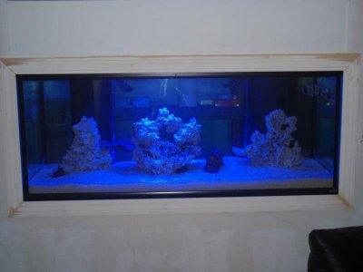 Display Room (new rockwork).jpg