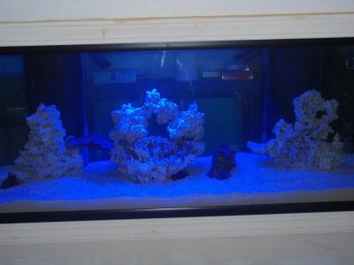 Rockwork with 150 watt LED (only actinics on).jpg