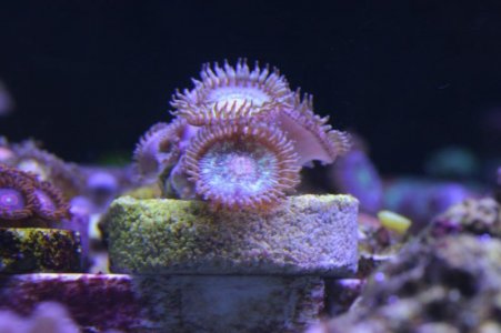 newzoa.jpg