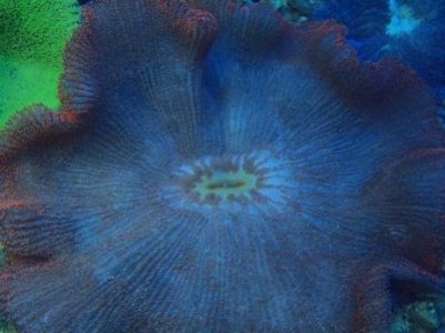 Anemone - 13.00 Inch.jpg