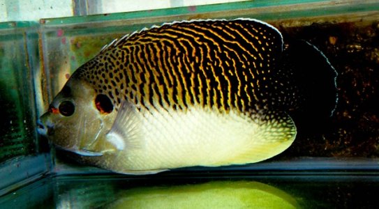 kingi 1 - taiwan.jpg