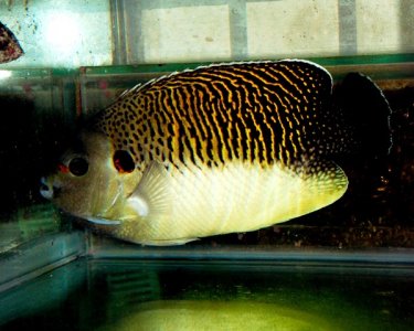 kingi 2 - Taiwan.jpg