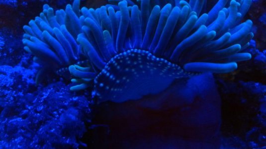 underside oral disk leds.jpg