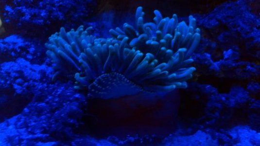 underside oral disk leds 2.jpg