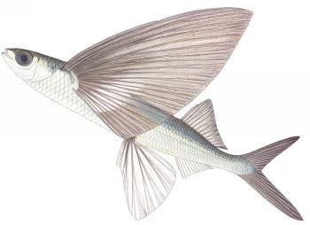 0072-flying-fish.jpg