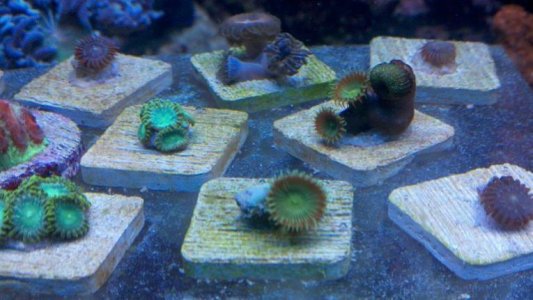 coral1.jpg