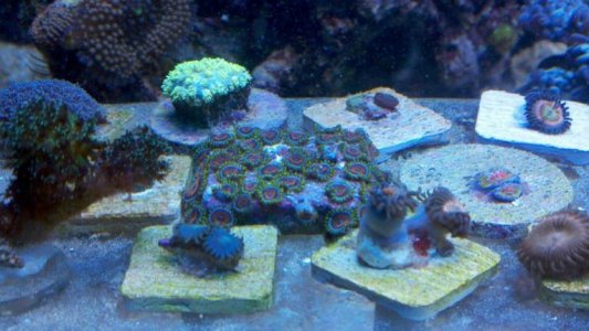 coral2.jpg