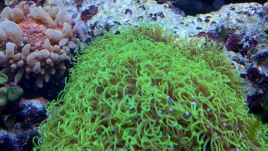 coral3.jpg